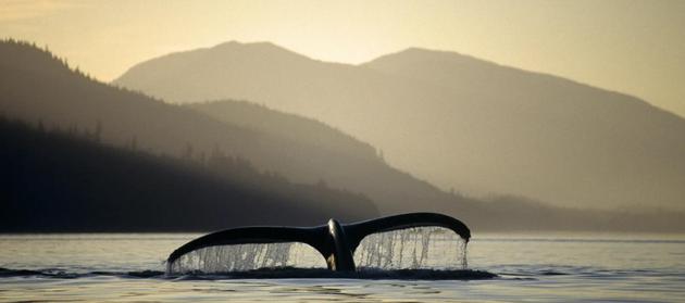 作为世界上体型最大的一类动物，鲸类在减少大气二氧化碳的过程中起着重要的作用