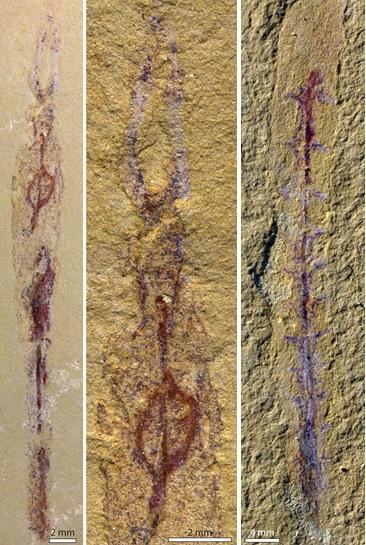 云南省寒武纪早期多毛类环节动物丹尼多毛虫Dannychaeta tucolus（陈红供图）