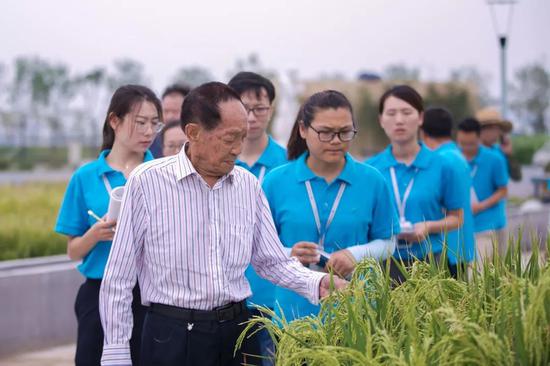 袁隆平团队  供图/青岛海水稻研发中心