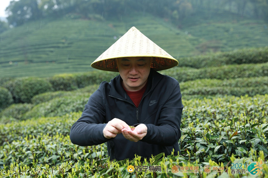 苏宁高管走进狮峰茶园，“我要拿到最好的茶”