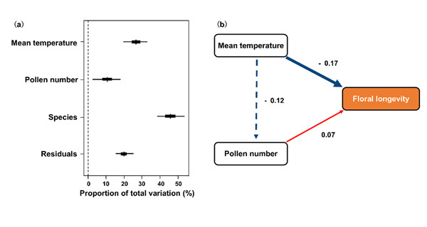 （a）温度、花粉数量和系统发育关系对花寿命变异的贡献；（b）温度和花粉数量对花寿命影响的结构方程模型