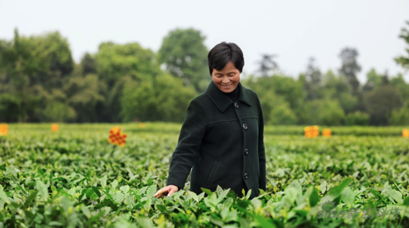 　　高岗村茶园王英理事长在高岗村的茶园中（图片来自苹果官网）