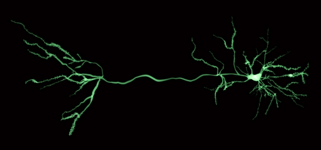 大脑中的锥体神经元似乎在解剖学上很适合进行预测性处理，因为它们可以分别整合来自邻近神经元的“自下而上”信号，以及来自较远神经元的“自上而下”信号