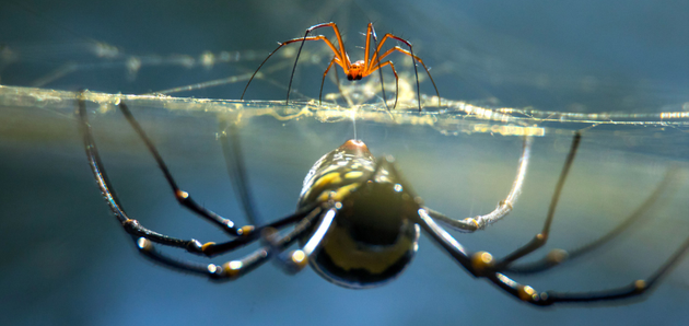 雄蛛与雌蛛之间的体型差异非常大，雌性的体型可能是雄性的3-10倍，有时甚至更大。这些体型差异较大的蜘蛛物种大多数是结网蜘蛛，尤其是圆形织网蛛和寡妇蜘蛛。