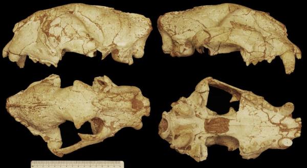 远古发现丨追虎寻源之一:虎从何来?