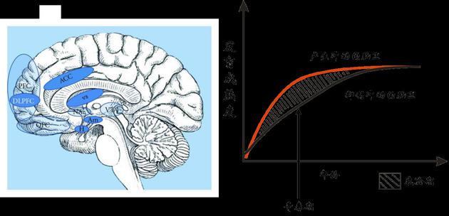 大脑中产生冲动和抑制冲动的脑区（左图）。青春期前后的一段时间内，产生冲动的脑区其发育成熟度要大于抑制冲动的脑区（右图）。处于这个年龄段的青少年往往难以控制冲动、冒险、反叛等行为，并忽视这些行为可能对自己带来的危险