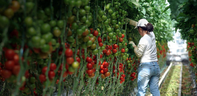 荷兰是全球番茄作物产量最高的国家，每平方英里产量接近132000吨