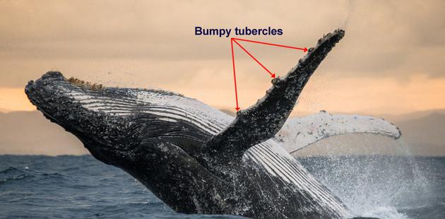 座头鲸的鳍肢上有明显凸起的结节