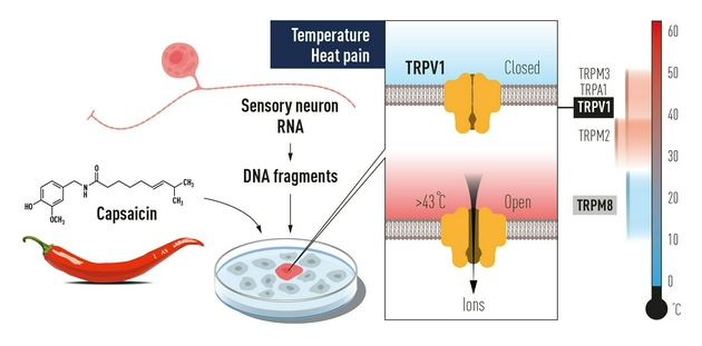 David Julius使用辣椒中的辣椒素来鉴定TRPV1，这是一种因令人疼痛的温度而激活的离子通道。其他相关的离子通道也已经被确认，我们如今已经知道不同的温度在神经系统中诱导电信号的方式。