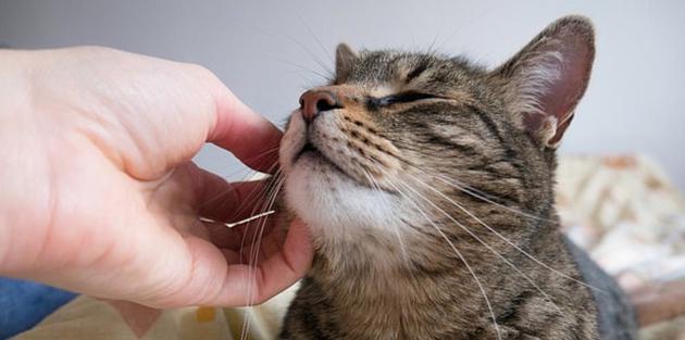 一般友好的猫咪都会喜欢你触摸它们颜腺所在的区域，比如耳朵根部，下巴还有它们的小圆脸。相比这些区域，猫咪比较不喜欢你触摸它们的肚子，背部和尾部
