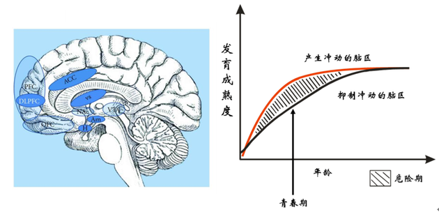 大脑中产生冲动和抑制冲动的脑区（左图）。青春期前后的一段时间内，产生冲动的脑区其发育成熟度要大于抑制冲动的脑区（右图）。处于这个年龄段的青少年往往难以控制冲动、冒险、反叛等行为，并忽视这些行为可能对自己带来的危险