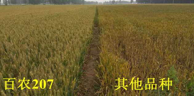 2018年百农207耐倒春寒表现