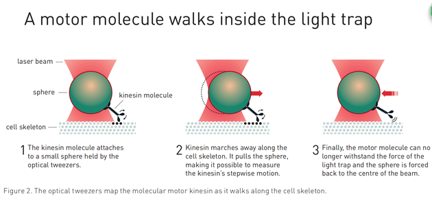 光学镊子绘制出了驱动蛋白沿着细胞骨架移动的过程 1 驱动蛋白分子连接到光学镊子操纵的一个小圆球上。 2 驱动蛋白沿着细胞骨架移动。它拉动了圆球，因此可以通过圆球测量其“行走”运动。 3 最终，驱动蛋白无法承受光学陷阱的力，圆球回到了光束中心。