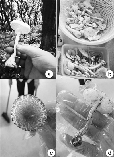 图为江苏患者食用的有毒蘑菇，a、b为欧式鹅膏菌，c、d为肉褐鳞环柄菇。