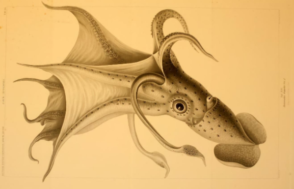 卡尔·楚恩在《Die Cephalopoden》中描绘的一种乌贼。这本书出版于1910年，是卡尔·楚恩对深海生物进行开创性探索的系列丛书之一
