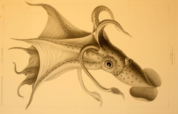 卡尔·楚恩在《Die Cephalopoden》中描绘的一种乌贼。这本书出版于1910年,是卡尔·楚恩对深海生物进行开创性探索的系列丛书之一
