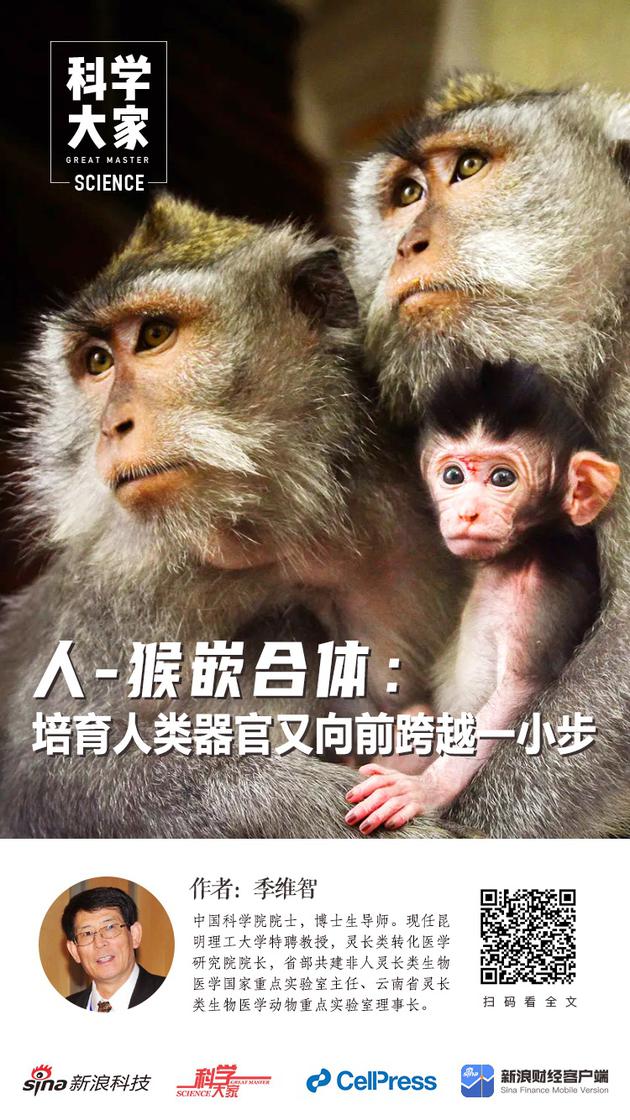 《科学大家》|人-猴嵌合体：培育人类器官又向前跨越一小步