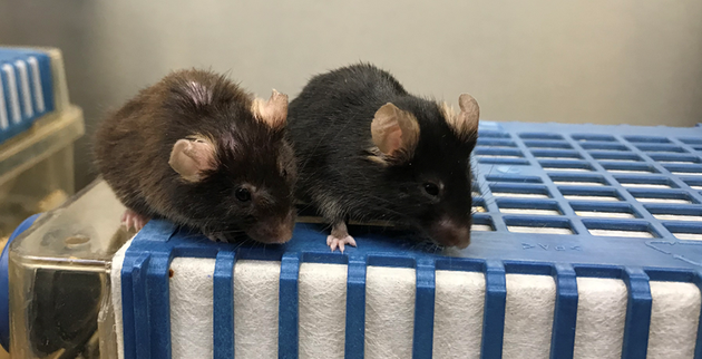从毛发、步态、骨骼形态等多方面可以看出左边的年老小鼠更衰弱（参考资料[2]；Credit：Alice Kane）