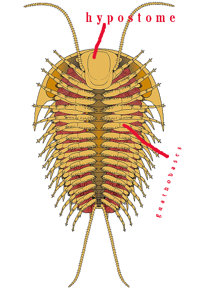 三叶虫的颚基和口下板结构