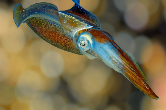 银磷乌贼（Sepioteuthis sepioidea）在水中游动时会发出闪烁的颜色