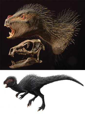 和始盗龙一样，塔克畸齿龙也是近几十年来发现的早期恐龙之一。这些新发现促使一些古生物学家重新思考恐龙的分类