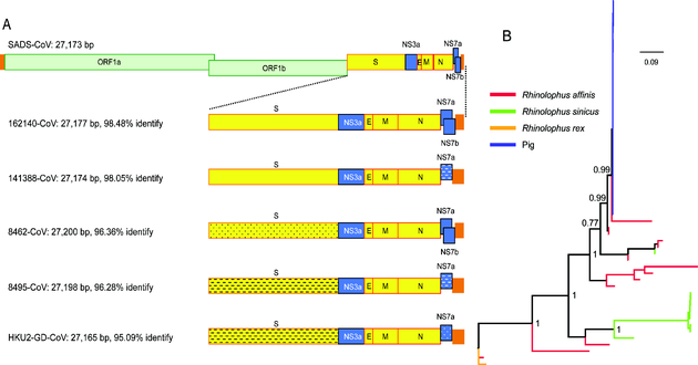  SADS冠状病毒与蝙蝠HKU2相关冠状病毒的基因组比较（A）和囊膜蛋白S1基因进化分析（B）