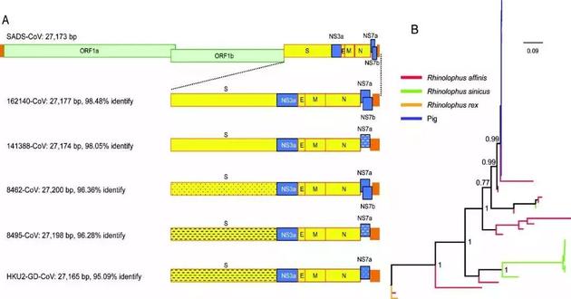 SADS 冠状病毒与蝙蝠 HKU2 相关冠状病毒的基因组比较（A）和囊膜蛋白 S1 基因进化分析（B）