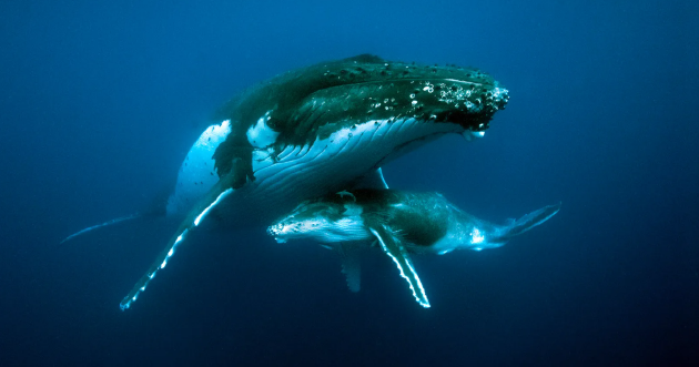 由于人类在海洋中发出的噪音，座头鲸的歌声发生了变化。这种生物曾给人类发明家带来灵感。