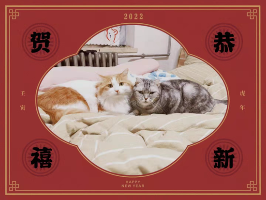 两只猫咪,图源受访者