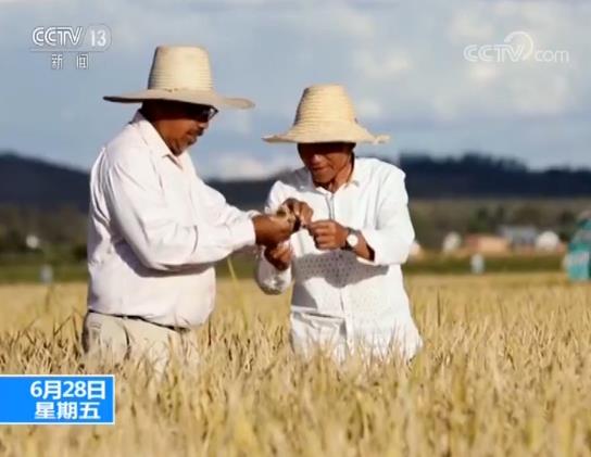 中国杂交水稻非洲创高产纪录 远高于当地稻米产量