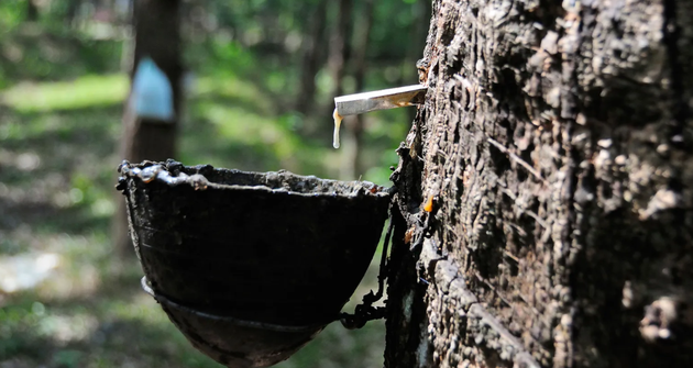 气候变化、价格冲击和病害正威胁着世界各地的橡胶树，甚至可能造成致命的打击。为了应对这场危机，我们是否需要尽快地找到替代的橡胶来源？