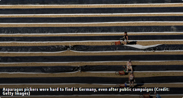 新冠疫情如何“洗牌”我们的食物供应链