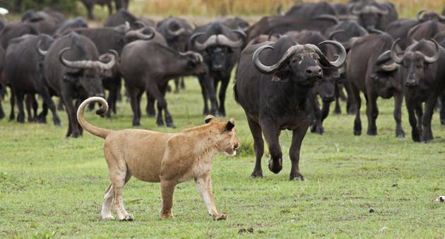 面对一大群雌性非洲水牛，这头狮子似乎很清楚自己并无胜算