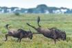 坦桑尼亚草原角马疯狂争斗
