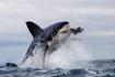 虎鲸入侵南非海域猎食大白鲨