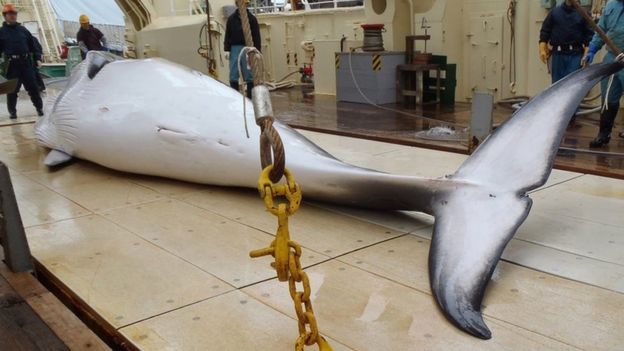 日本每年捕杀300至400条鲸鱼。