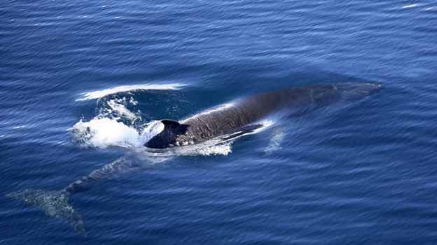 许多鲸鱼已处于濒危状态，不过小须鲸并未濒危。