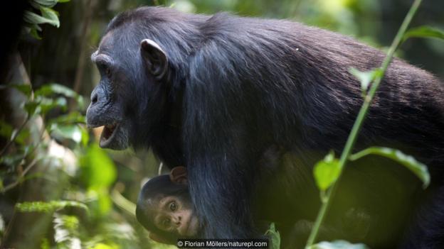 黑猩猩是与人类亲缘关系最近的物种吗？