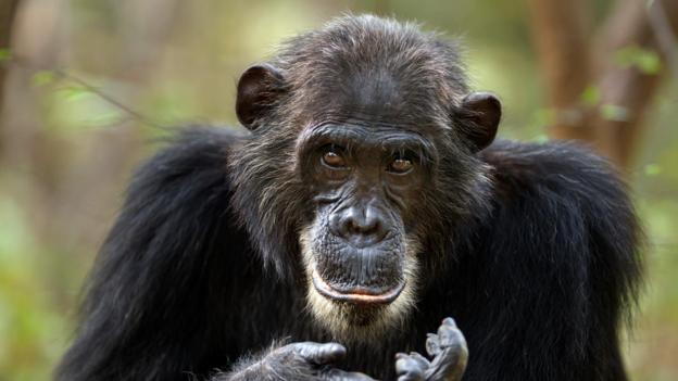 黑猩猩（如图）是否是人类的姐妹种？