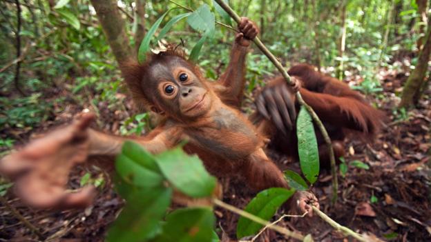 婆罗洲猩猩（Pongo pygmaeus）