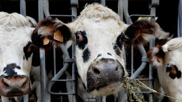 图为法国西北一头正在吃草的奶牛。该地居民早在3000年前就适应了喝牛奶。
