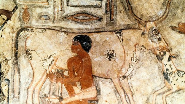 图为埃及一座陵墓中发现的壁画，时间可追溯到公元前2350年左右，图中的埃及人正在给奶牛挤奶。