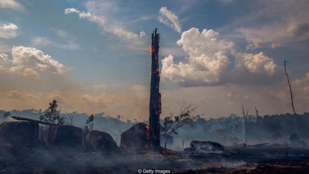 2019年，巴西亚马逊地区发生了7万多起森林火灾