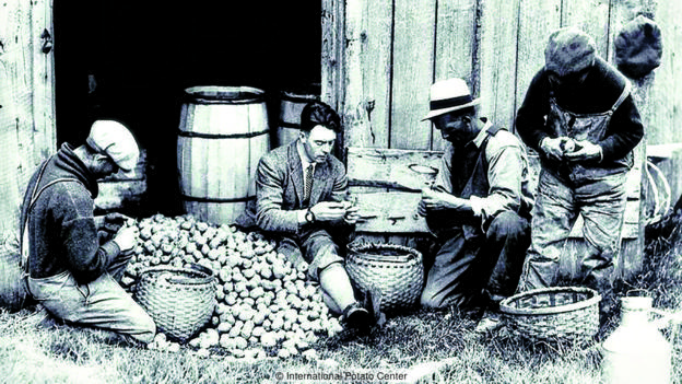 加拿大首次种植土豆的证据出自1623年。