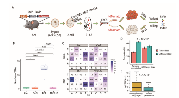 GOTI技术的原理及实验流程：（A） 实验流程。 （B） 脱靶位点数目比较。Cre-， Cas9-， BE3- and ABE7.10组分别有14+/-12 （SEM， n=2），12+/-4 （SEM， n=11），283+/-32 （SEM， n=6）和10 +/- 5 （SEM， n = 4）个SNVs。（C） 突变类型的分布比较。 每个格子中的数字表示该种突变类型占全部突变的比例 （D） 脱靶SNVs富集在基因组中的转录区域。（E） Genes 包含脱靶位点的基因在细胞胚胎中有更高的表达量。