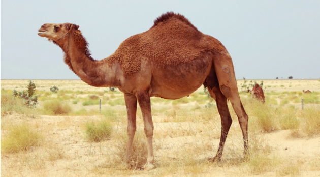 骆驼的驼峰越小，其具有的脂肪就越少
