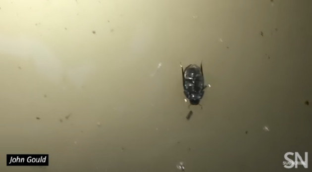 一种水龟虫在水下贴着水面下方行走。沿着昆虫腹部可见一层薄薄的气泡，可能有助于将其固定在水面下方，并提供氧气。