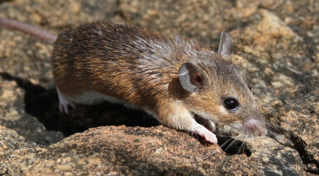 哺乳动物也能再生？这种小型鼠类或许是未来医学革命的关键
