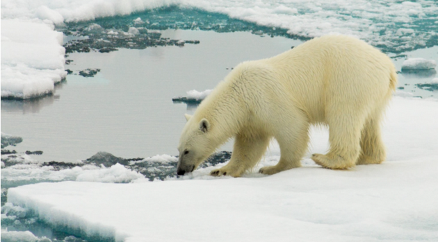 北极动物，如北极熊、海豹和北极狐等，具有更厚的皮毛，身体能产生更多的热量