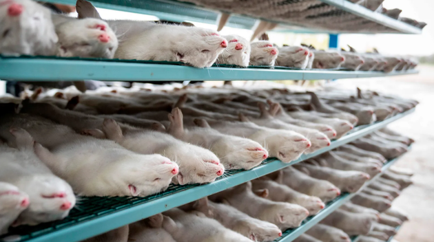 ڷһ¹ڲɴӶﴫȾ󣬵ֻˮɱ